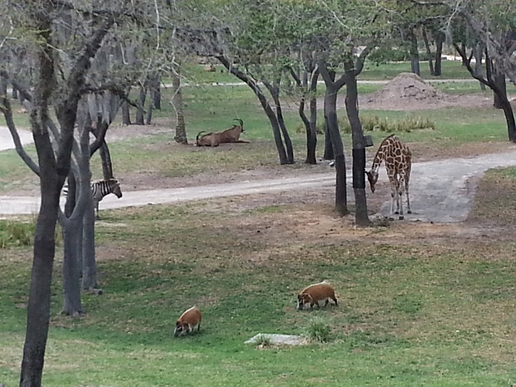 2013-04-14 15.15.56.jpg - Red River Hogs are delightful, joining our savanna.